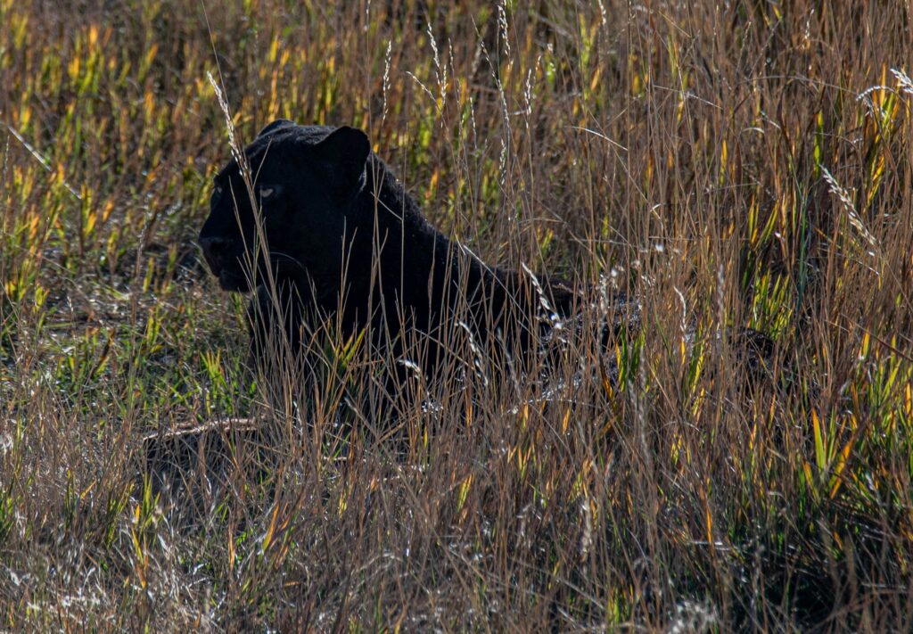 Black Panther Sparks Alarm in Dupnitsa