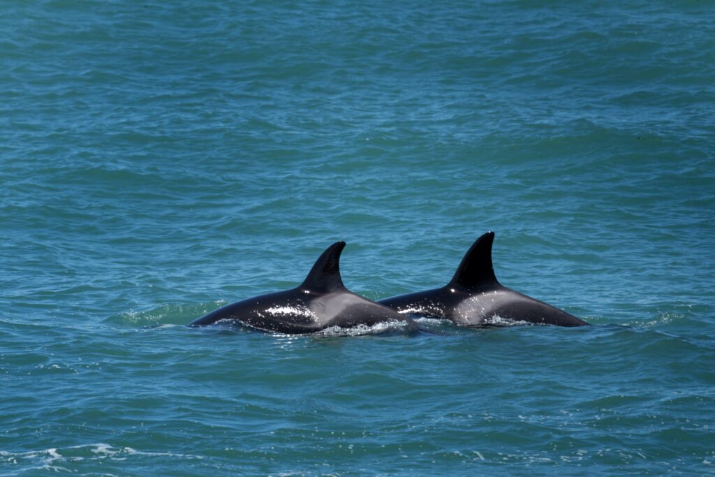 Orcas Seen Teaming Up With Dolphins to Hunt Salmon