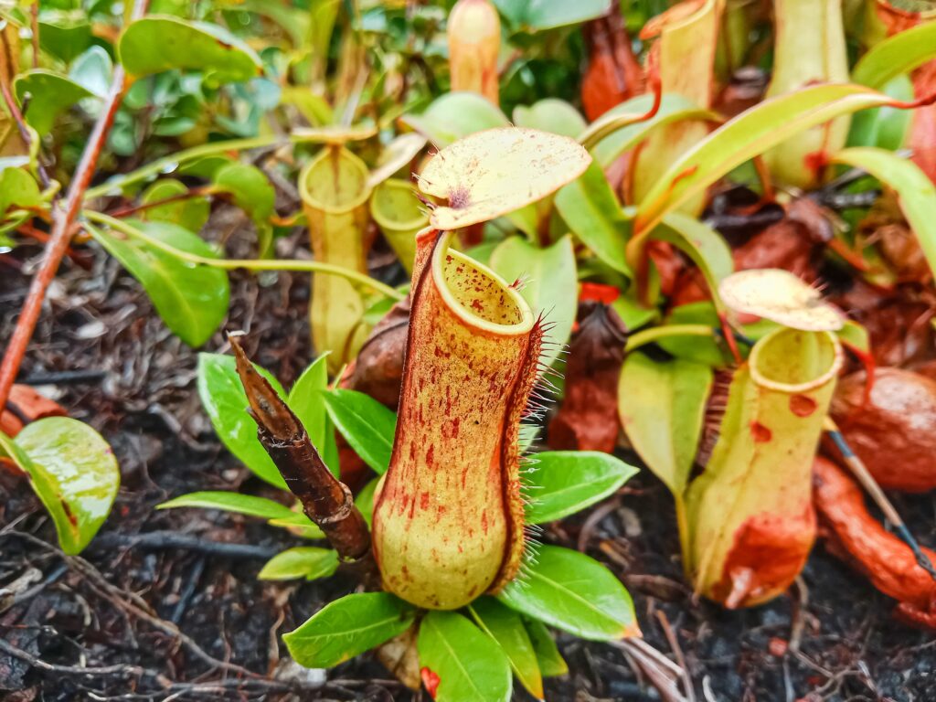Pitcher plant lures insects with sweet nectar spiked by nerve toxin