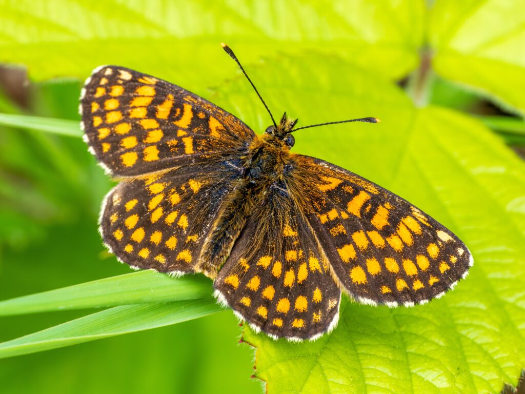 Good Weather and Conservation Boost Rare Marsh Fritillary Butterfly