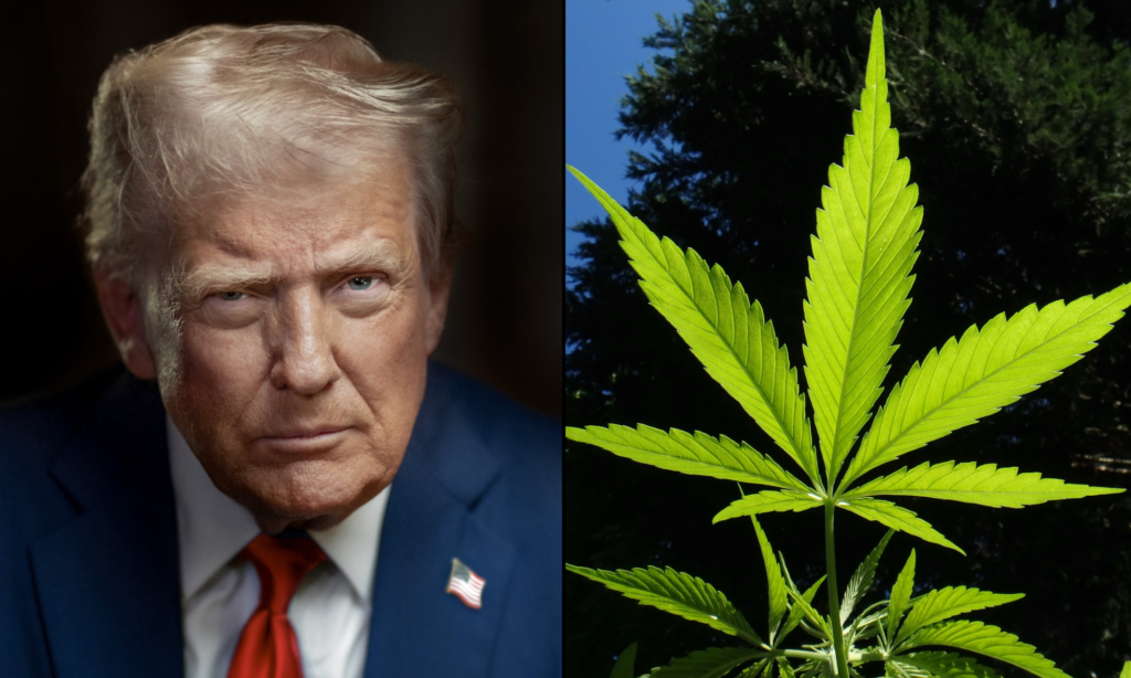 Trump Advances Federal Marijuana Research