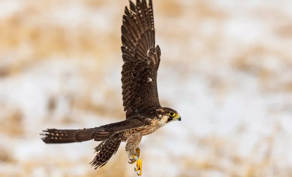 Endangered Species Recovery Shows Strong Growth